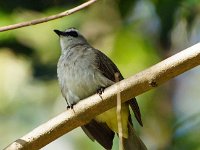 Bulbul 4